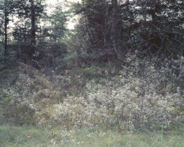 claudia eschborn. books and photographs