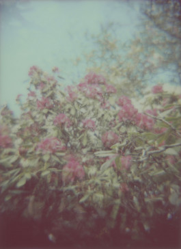 claudia eschborn. books and photographs