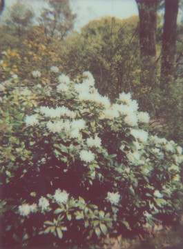 claudia eschborn. books and photographs