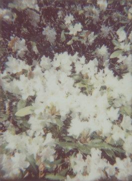 claudia eschborn. books and photographs