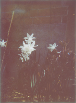 claudia eschborn. books and photographs