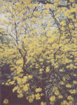 claudia eschborn. books and photographs