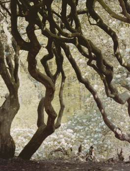 claudia eschborn. books and photographs