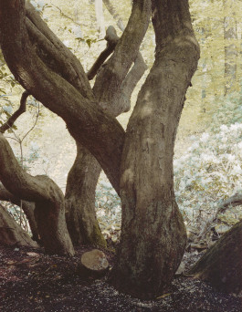 claudia eschborn. books and photographs