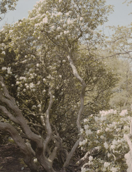 claudia eschborn. books and photographs