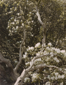 claudia eschborn. books and photographs