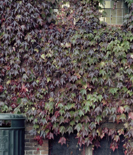 claudia eschborn. books and photographs