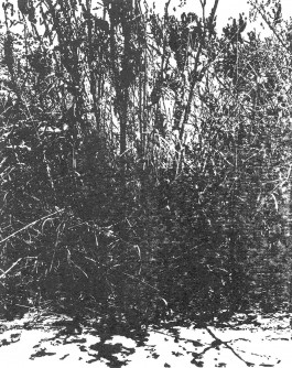 claudia eschborn. books and photographs