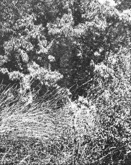 claudia eschborn. books and photographs