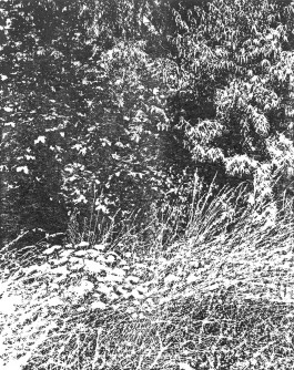 claudia eschborn. books and photographs