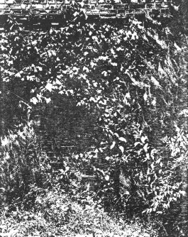 claudia eschborn. books and photographs