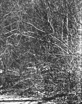 claudia eschborn. books and photographs