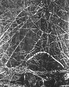 claudia eschborn. books and photographs