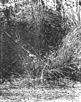 claudia eschborn. books and photographs