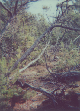 claudia eschborn. books and photographs