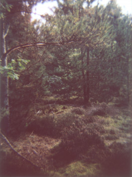 claudia eschborn. books and photographs