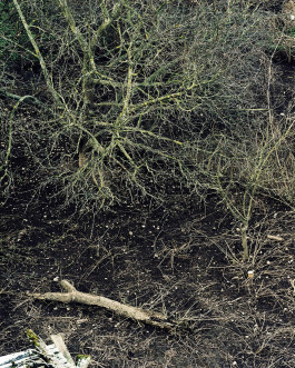 claudia eschborn. books and photographs