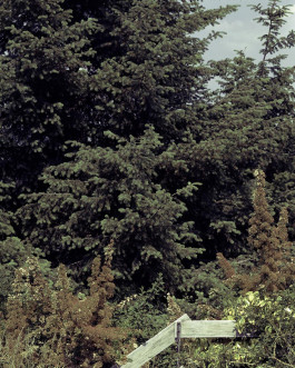 claudia eschborn. books and photographs